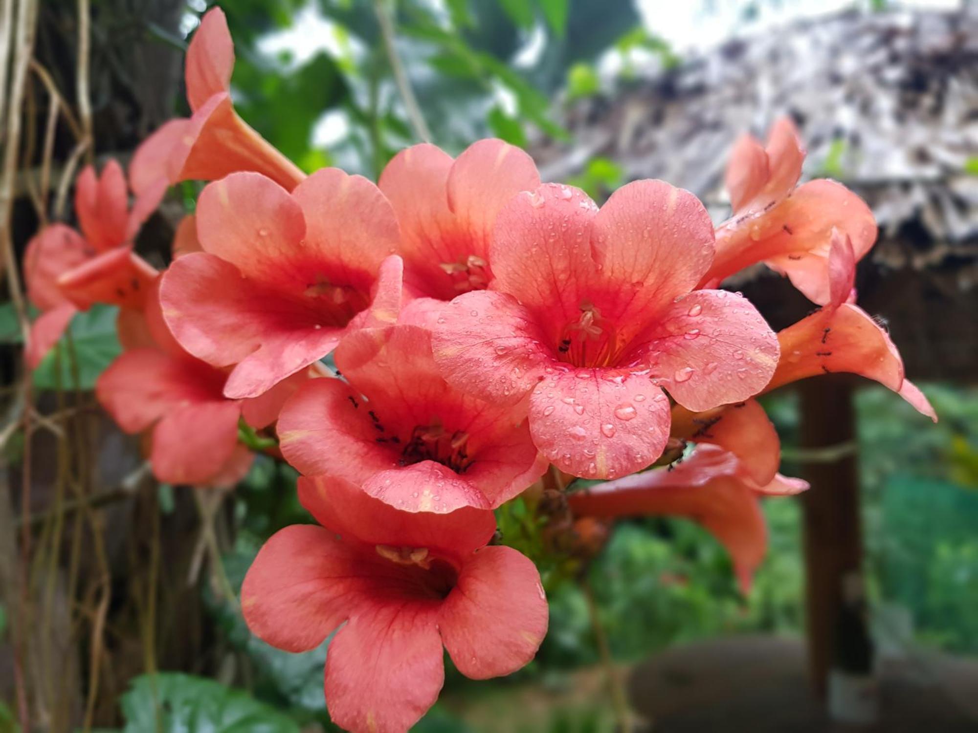 Vu Linh Palm House Homestay - Bungalow Yen Bai Εξωτερικό φωτογραφία